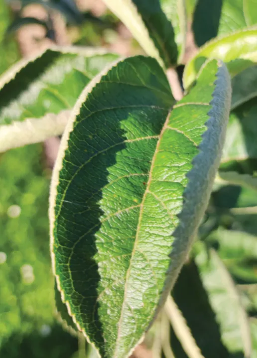 Feuilles d’arbre fruitier en gros plan
